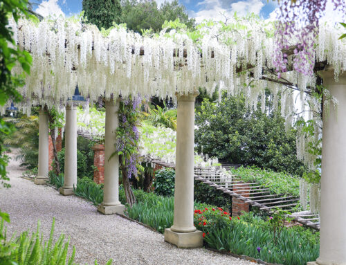 Lo spettacolo dei Glicini ai Giardini di Villa della Pergola: in fioritura la collezione più importante d’Italia