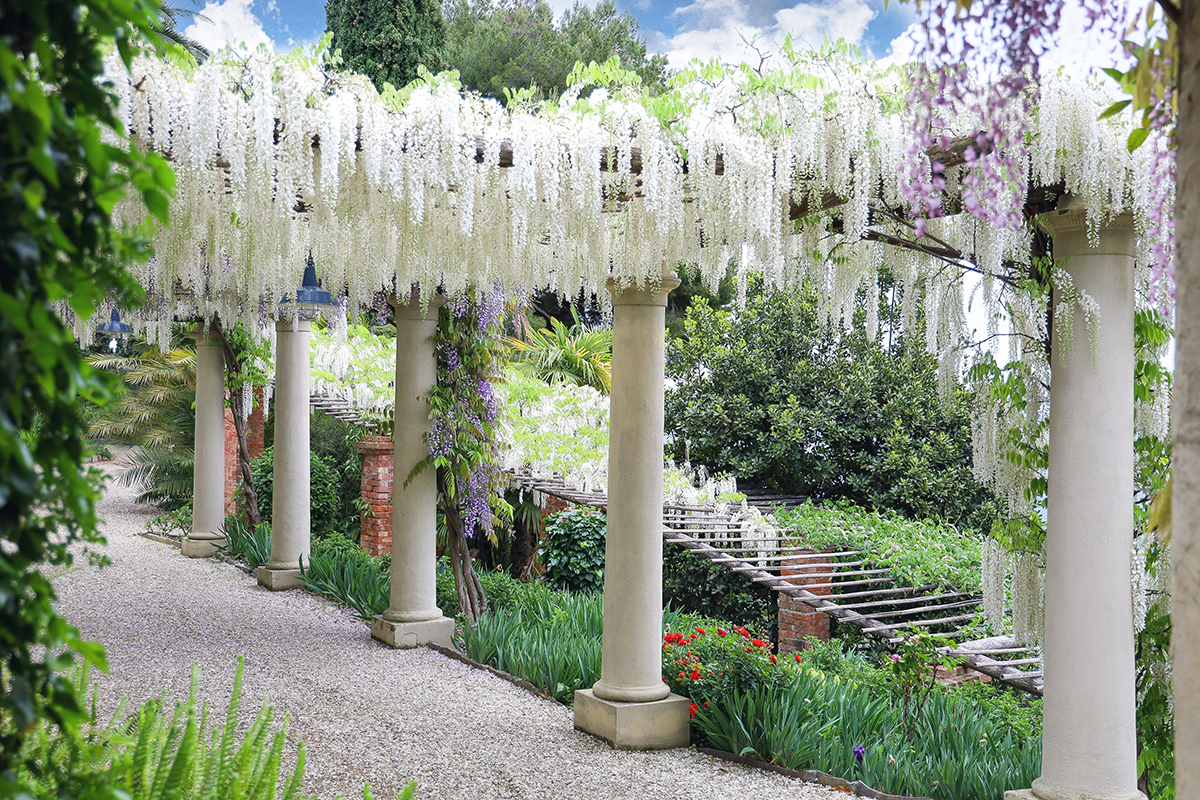 Lo spettacolo dei Glicini ai Giardini di Villa della Pergola: in fioritura la collezione più importante d’Italia