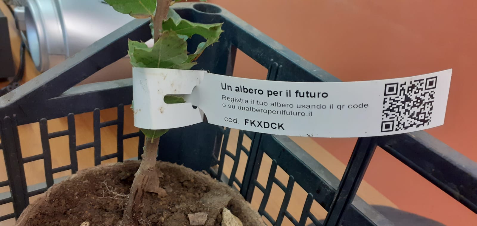 Legalità e attenzione all’ambiente: gli studenti di Alassio impegnati nel progetto “Un albero per il futuro”